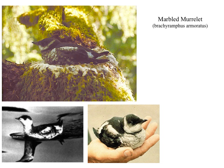 10. Owl and Murrelet fotos